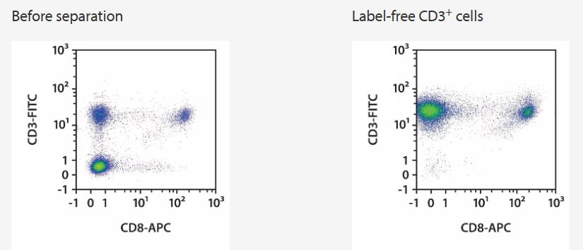 CD3+ cells were isolated from a complete buffy coat using the StraightFrom Buffy Coat REAlease CD3 MicroBead Kit, Whole Blood Columns, and a MultiMACS Cell24 Separator Plus with the Single-Column Adapter. Cells were fluorescently stained with REAfinity Antibodies CD3-FITC, CD8-APC, and CD45-VioBlue and analyzed by flow cytometry using the MACSQuant Analyzer X. Cell debris and dead cells were excluded from the analysis based on scatter signals and propidium iodide fluorescence.